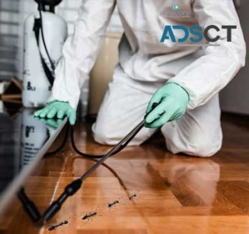 Ant Control Adelaide