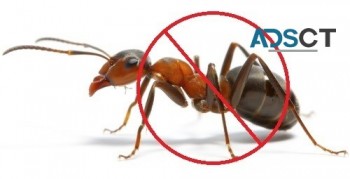 Ant Control Adelaide