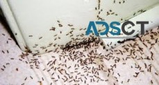 Ant Control Adelaide