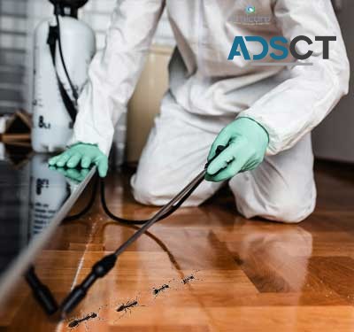 Ant Control Adelaide
