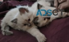 Lovely ragdoll kittens - Adelaide