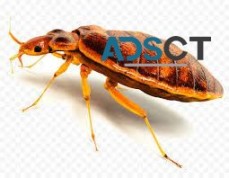 Bed Bug Control Adelaide