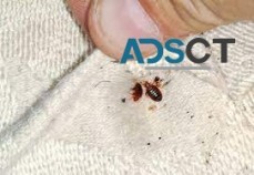 Bed Bug Control Adelaide