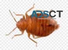 Bed Bug Control Adelaide