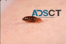 Bed Bug Control Adelaide