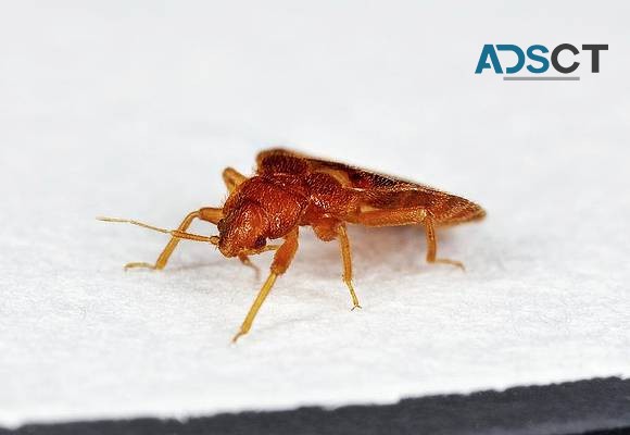Bed Bug Control Adelaide