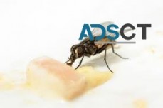 Flies Control Adelaide