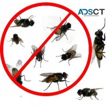 Flies Control Adelaide