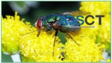 Flies Control Adelaide