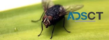 Flies Control Adelaide