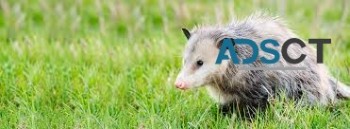 Possum Removal Sydney