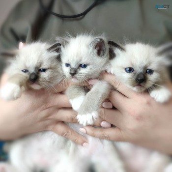 Persian Kitten for new homes