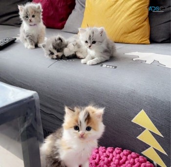 Sensational Persian kittens