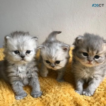 Persian Kitten for new homes