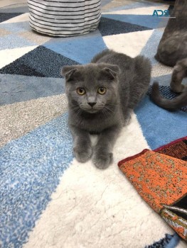 British shorthaired kittens for sale 