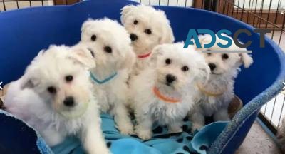 Very cute Bichon Froze puppies,