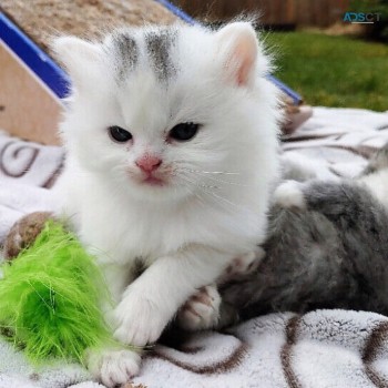 Outstanding Persian kittens