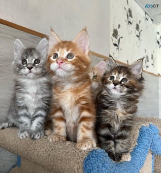 Maine Coon Kittens for sale