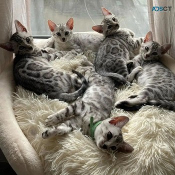 Sweet Siblings Bengal Kitten