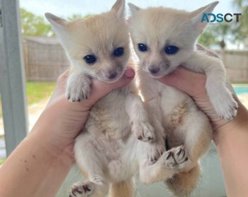 Two Fennec Fox Babies
