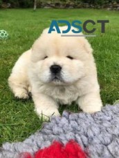 Beautiful Chow Chow puppies for a good h