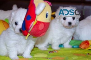 Cute Maltese puppies for sale.