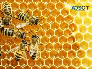 Bee Control Brisbane