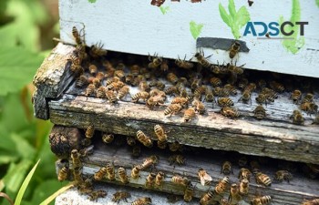 Bee Control Brisbane