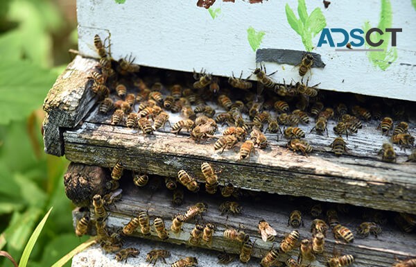 Bee Control Brisbane