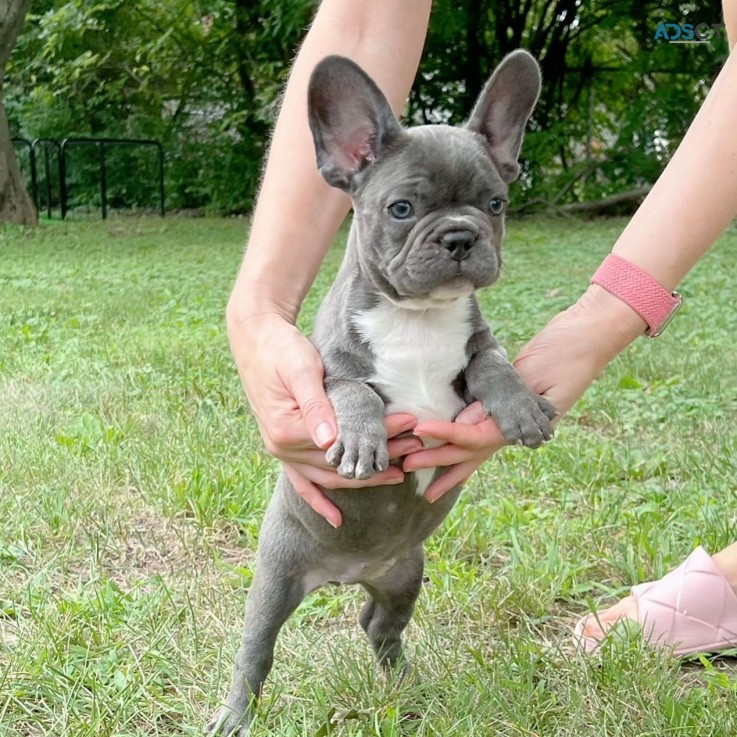 French bulldog for sale 