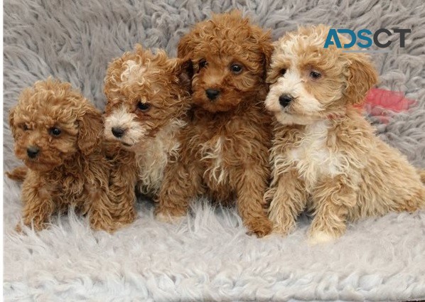  GoldenDoodles puppies for sale 