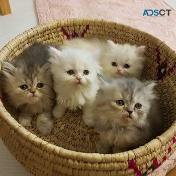  Persian Kittens For Sale