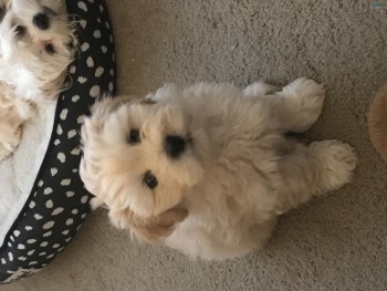 Maltese Shih-Tzu pup for sale 