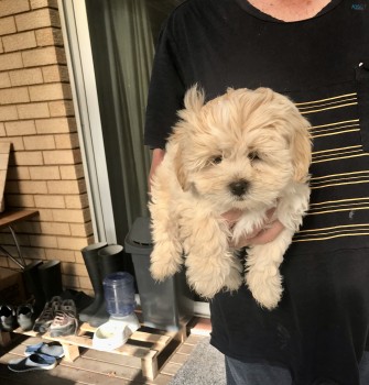 Maltese Shih-Tzu pup for sale 