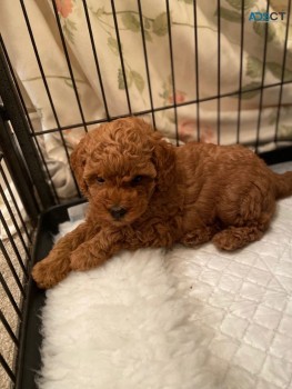 Toy Poodle puppies for sale 