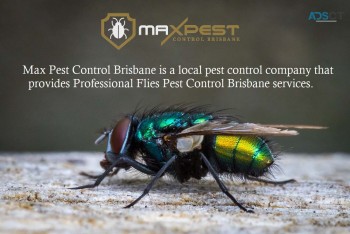 Flies Control Brisbane