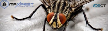 Flies Control Brisbane
