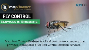 Flies Control Brisbane