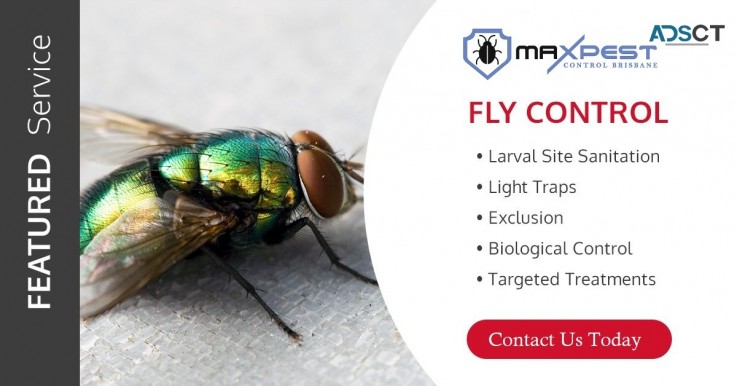 Flies Control Brisbane