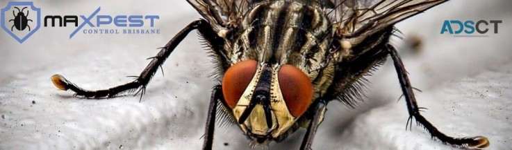 Flies Control Brisbane