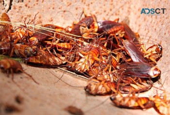 Real Pest Control Adelaide