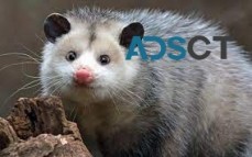 Possum Control Adelaide