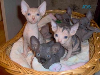 Sphinx kittens males and females 