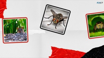 Masters Pest Control Melbourne