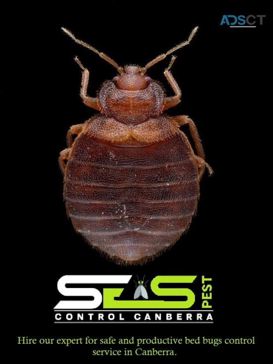 Bed Bug Control Canberra