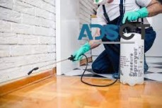 Ant Removal Hobart