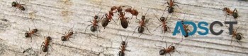 Ant Removal Hobart