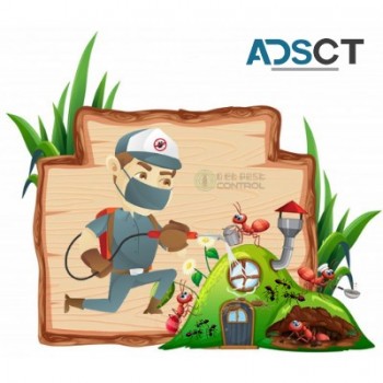 Ant Removal Hobart