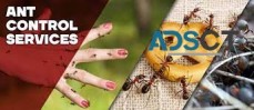 Ant Removal Hobart