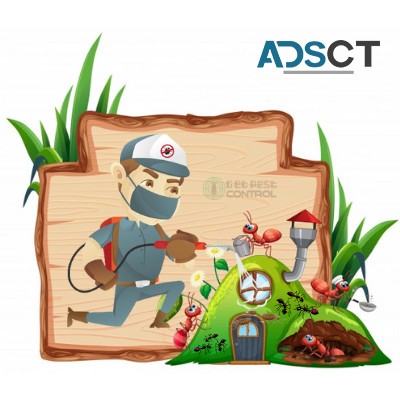 Ant Removal Hobart